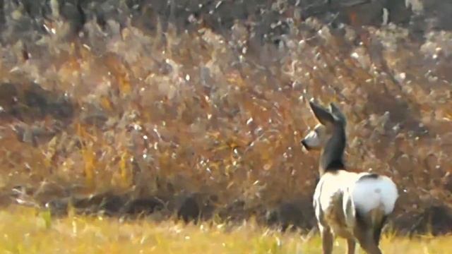 СЕМЬЯ СИБИРСКИХ КОСУЛЬ НА  СКОШЕННЫХ ЛУГАХ