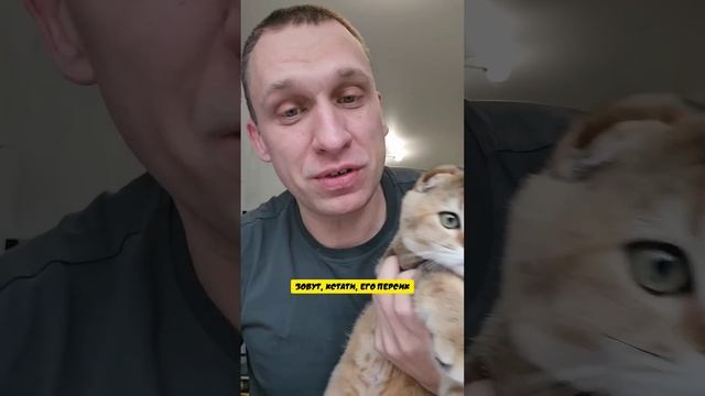 Знакомьтесь - это Персик мой Шотландский вислоухий кот