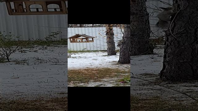 #белочка