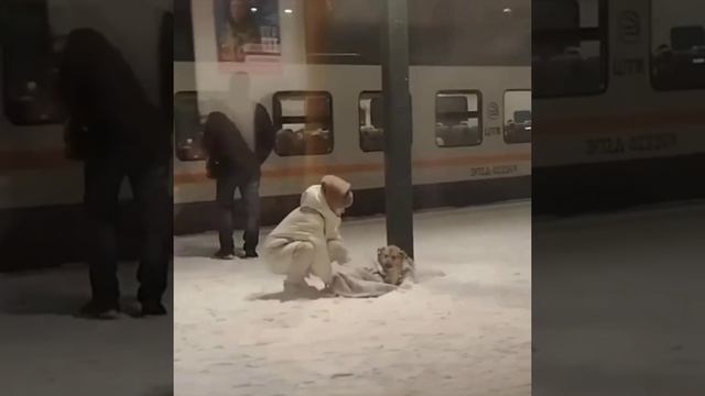 На станции «Фабричная» добрая девушка подарила бездомному псу свой шарф.