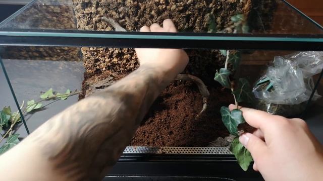 Będzie HAPPY END? Brachypelma hamorii oraz Brachypelma smithi - przekładanie + aranżacja terrarium