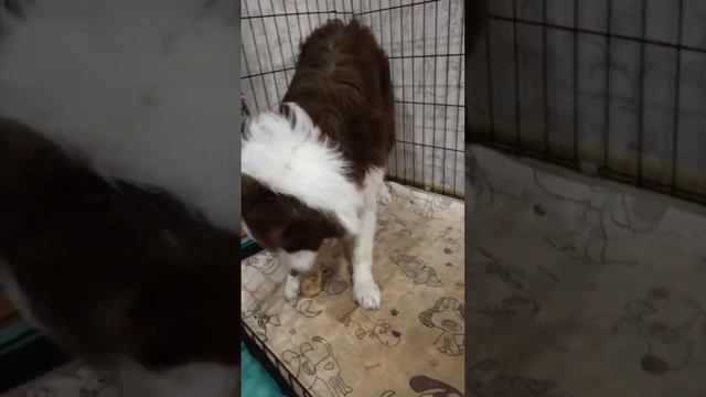 Игрушка погрызушка для аусси Мишки