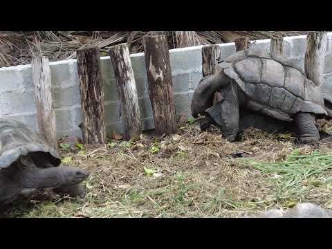 Сейшельские черепахи трахаются. о.Праслин, пляж Анс Лацио, июнь 2023 г.