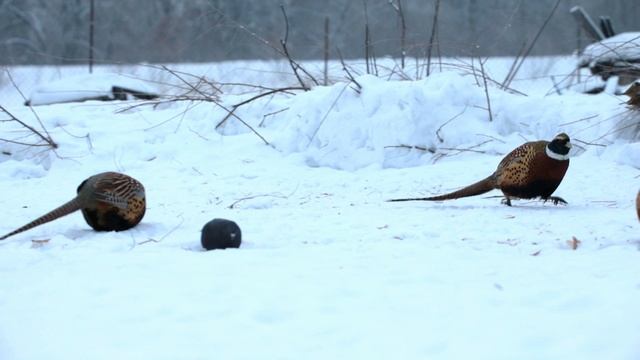 Кормовая площадка для фазанов в конце огорода на даче.