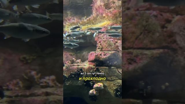 Один из лучших зоопарков в мире