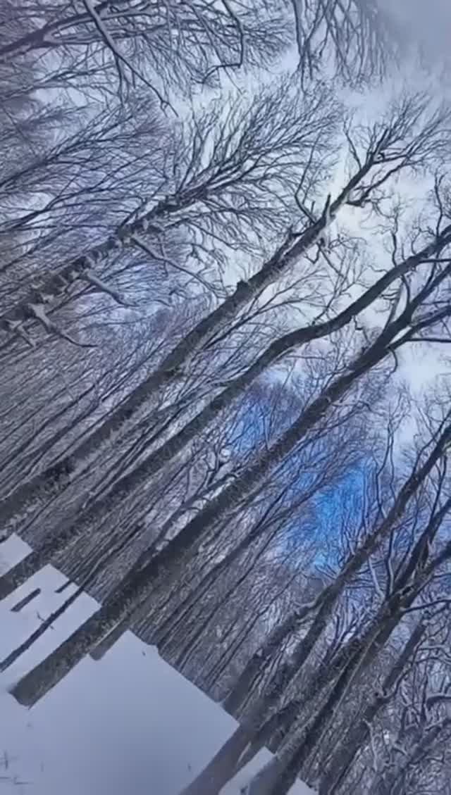 Спуск на лыжах через дикий лес на горе Ангар-бурун, Крым