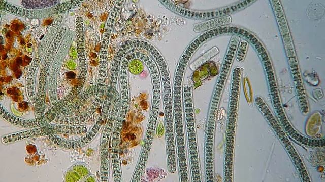 Oscillatoria & Cosmarium