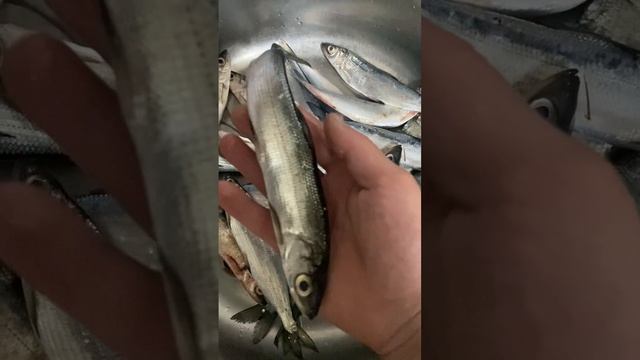 Рипус рыбалка