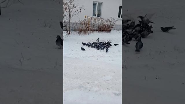 scene_output.mp4