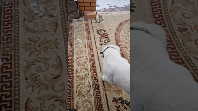 Продолжение Кай 3