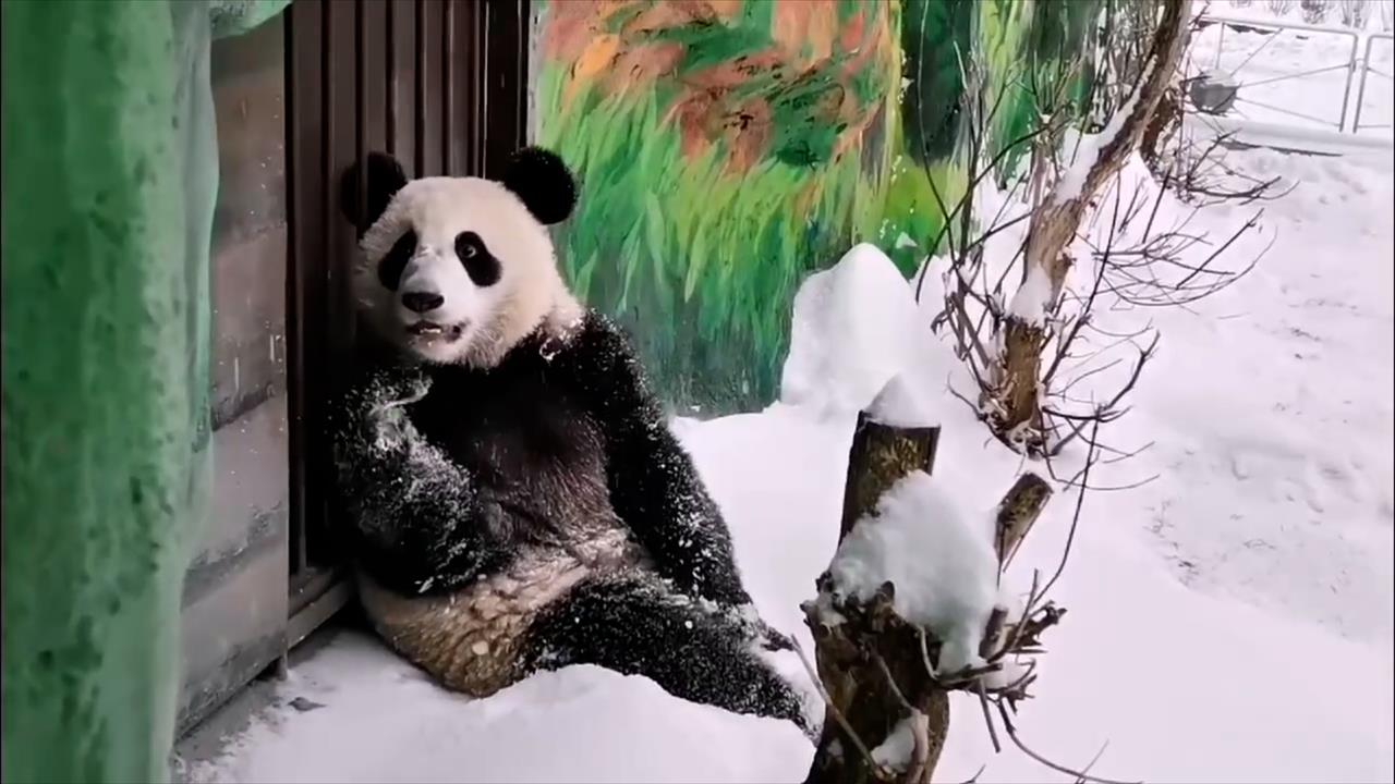 Крадущаяся походка: Московский зоопарк показал снежные игры панды Катюши