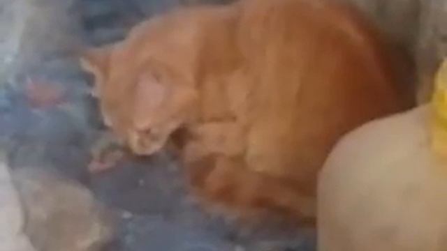 опасний котяра хижак