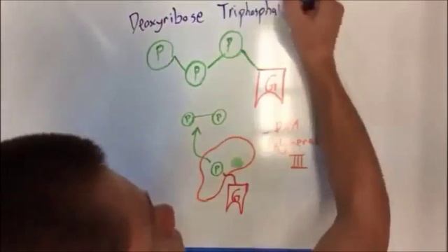 DNA replication stop motion video IB Bio II