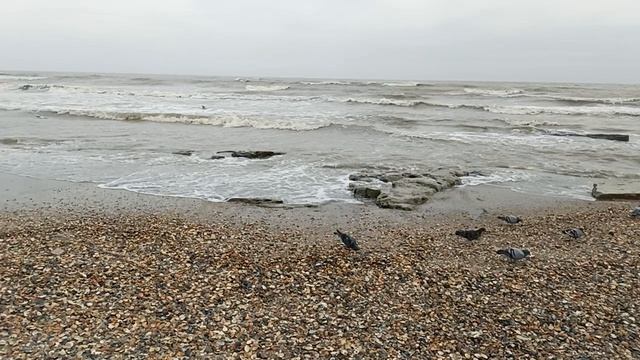 10 ДЕКАБРЯ МАХАЧКАЛА ГОРОДСКОЙ ПЛЯЖ