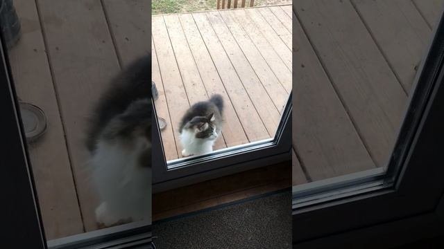 Кот Масик просит открыть дверь