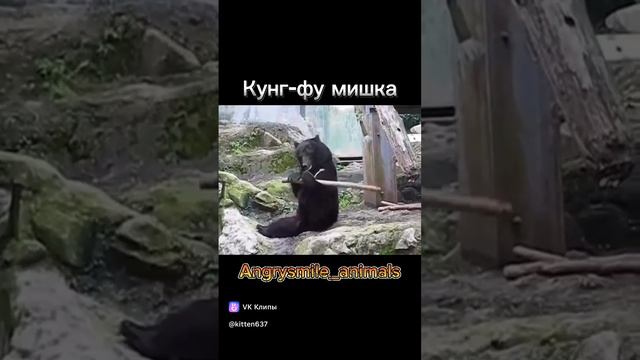 Кунг-фу мишка😂