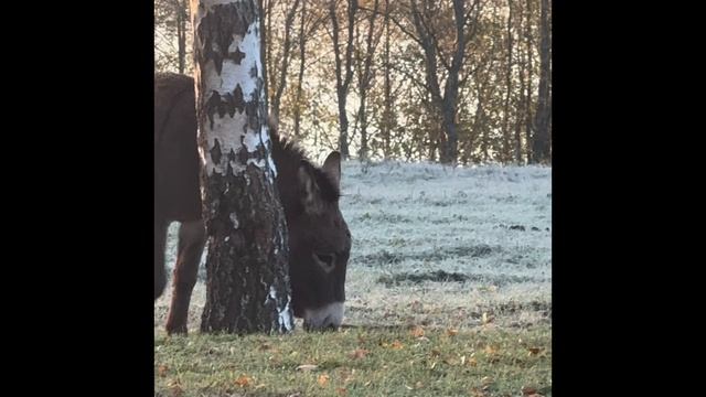 #лошадь 🐎 #осел #будниотшельника на ютюб