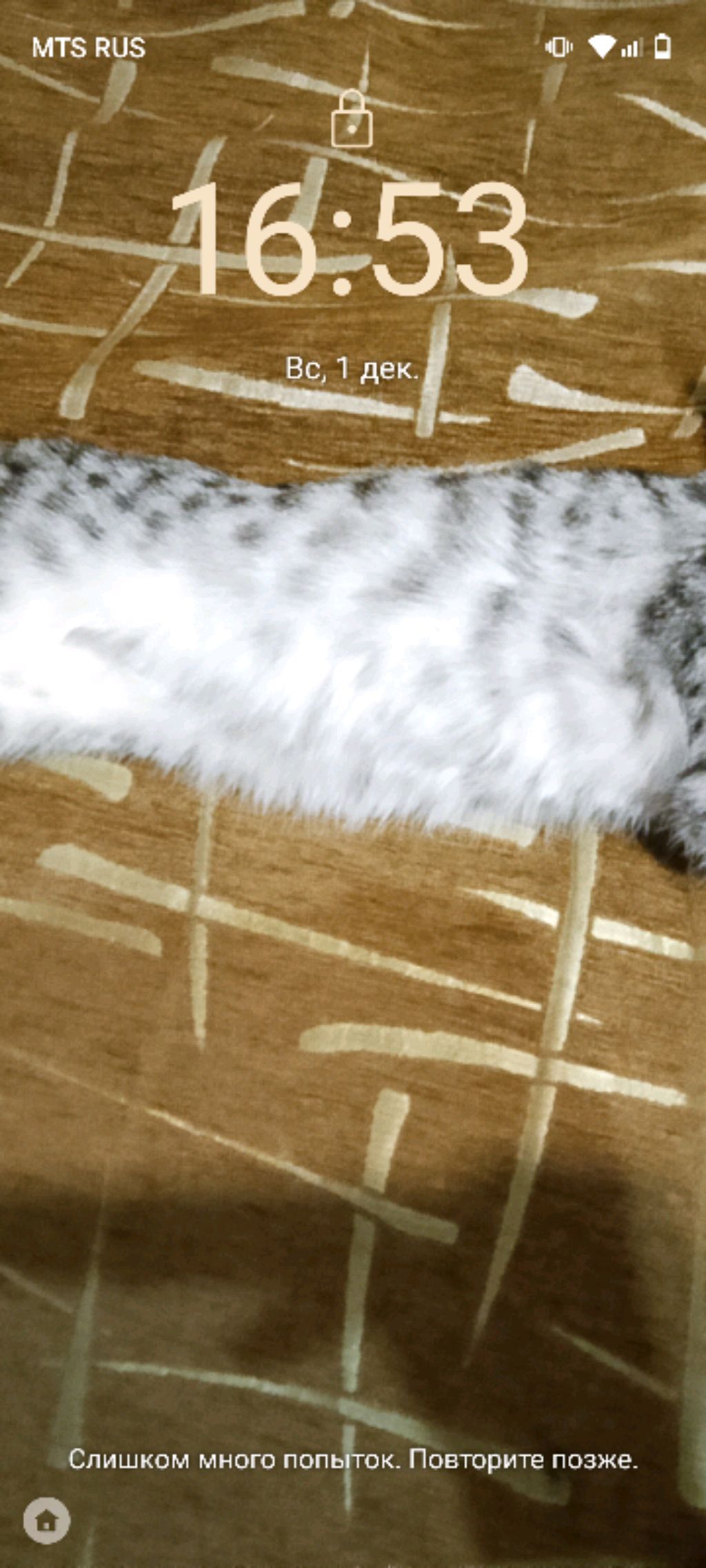 котик тк