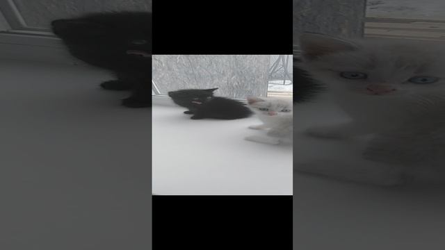 12-12-2024 Котятки