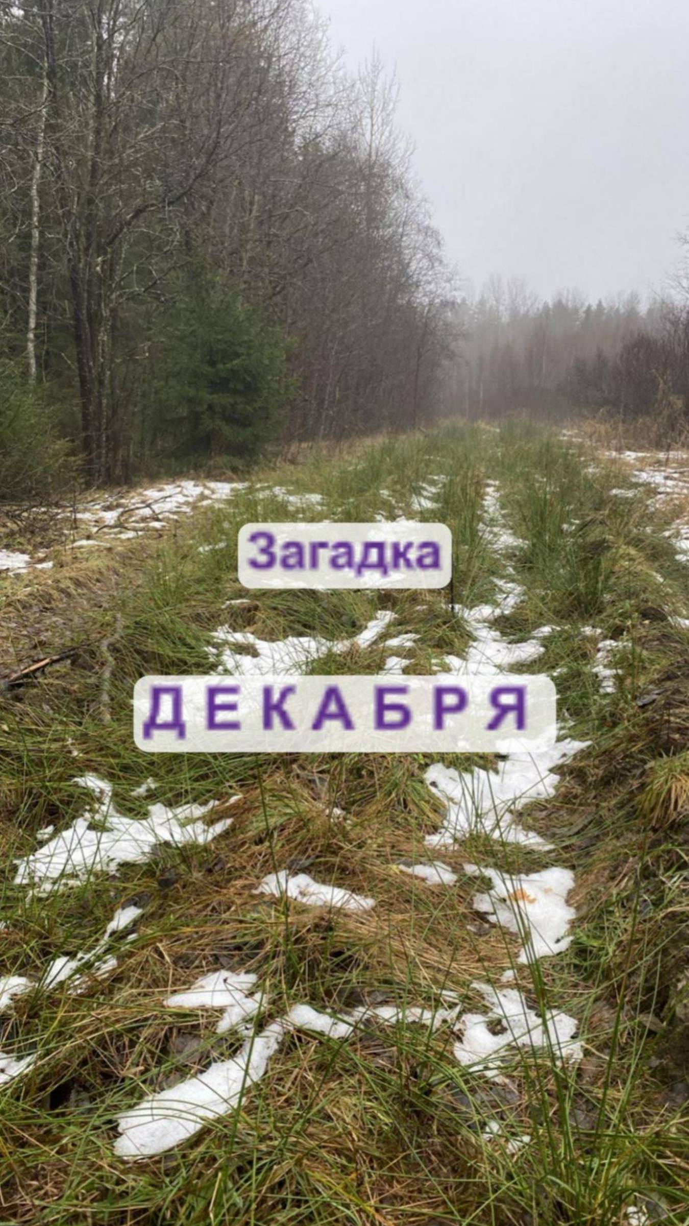 Загадка ДЕКАБРЯ.🤔