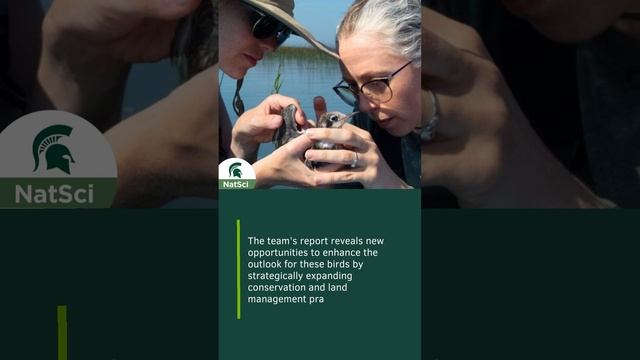 MSU and Audubon team up to protect the black tern