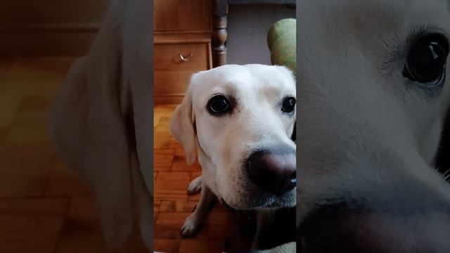 Я люблю зверье