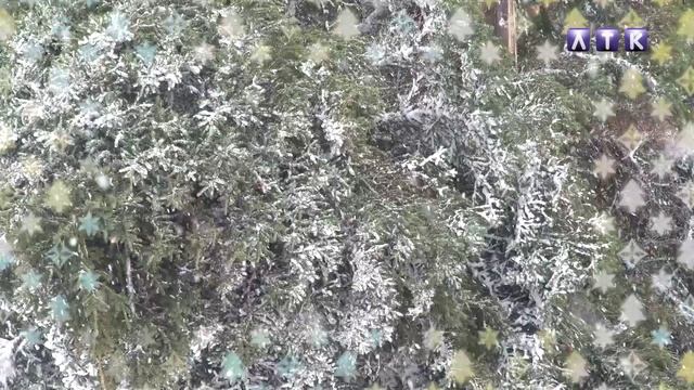 Новогоднюю ель доставили в город