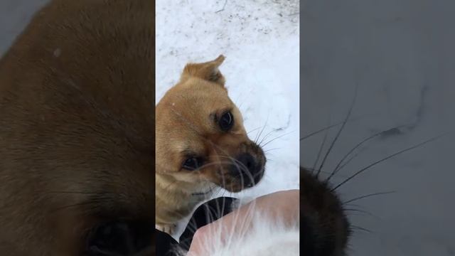 09.01.2020 г. Домашние коты на зимней прогулке