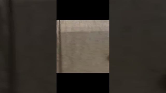 VID-20241203-WA0032.mp4