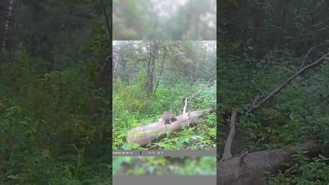 Барсук пришёл на солонец