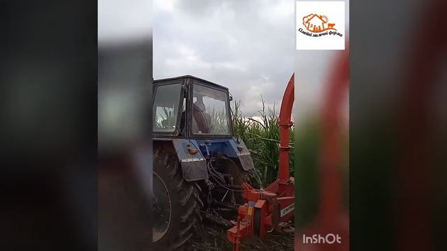 Як ми б'ємо силос для годування корів та телят