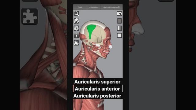 Ear muscles| Auricularis superior| Auricularis Anterior|Auricularis posterior| #Humananatomy #short
