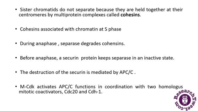 What is Anaphase? Definition, Mechanism, Examples, and Facts