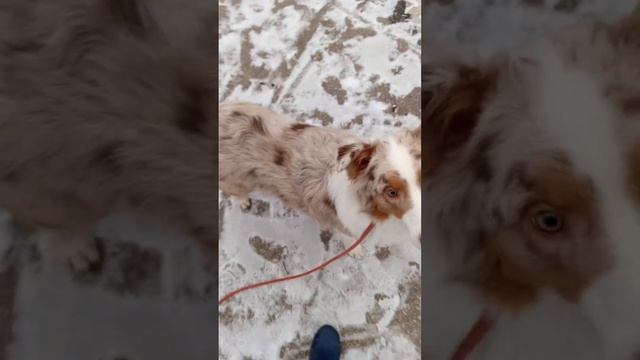 Учим собаку команде Стоять! Аусси Грейс