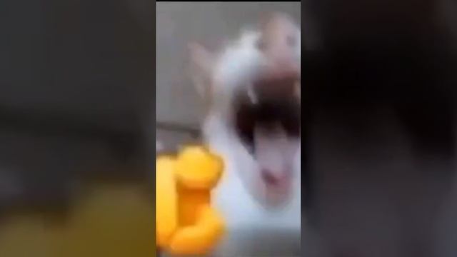 ketmем аааааахахахаха смешнявка поймал
