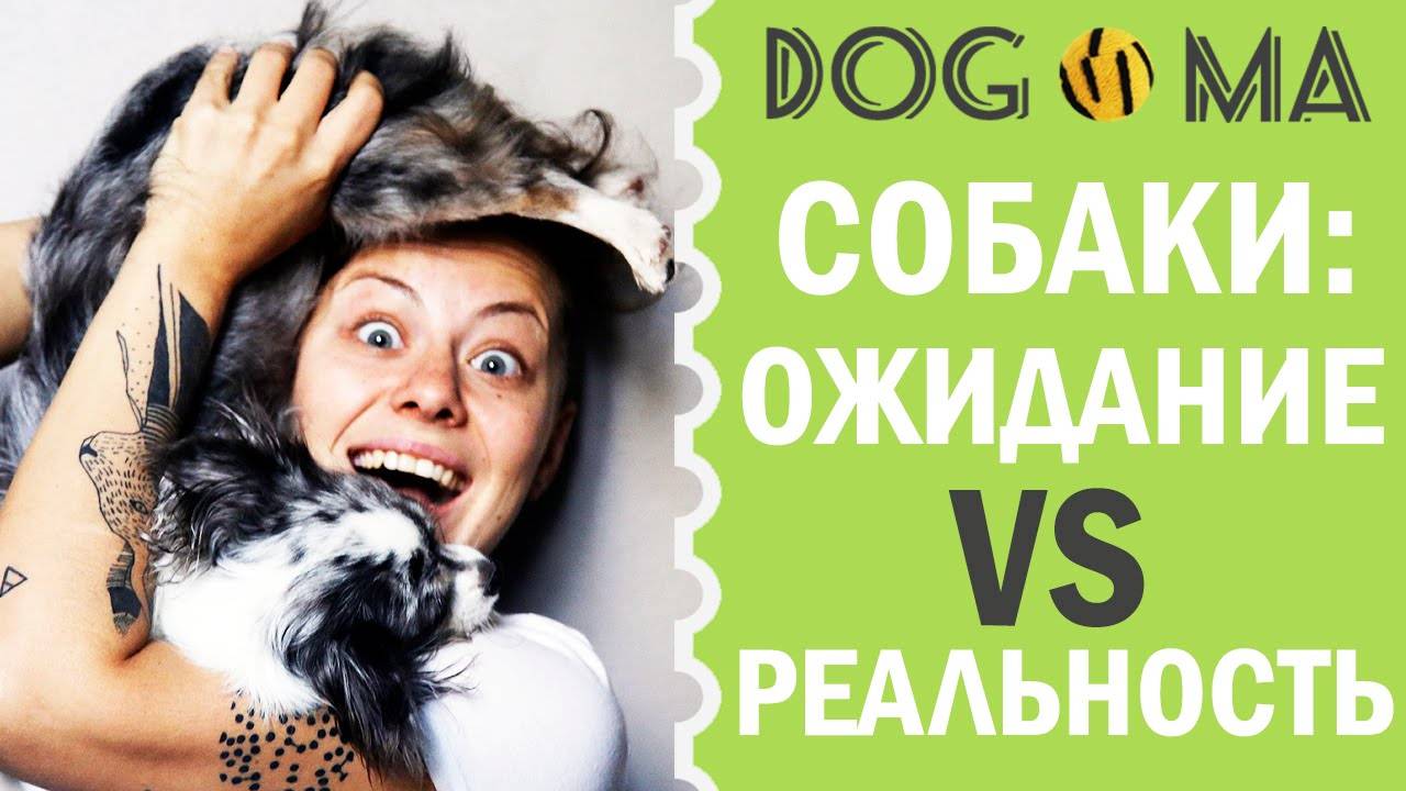 СОБАКИ: ОЖИДАНИЕ VS РЕАЛЬНОСТЬ