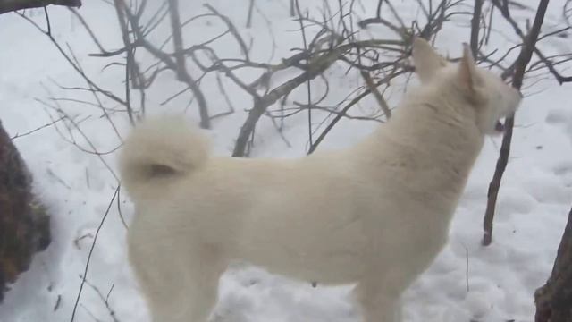 В пургу лайки нашли куницу!!!