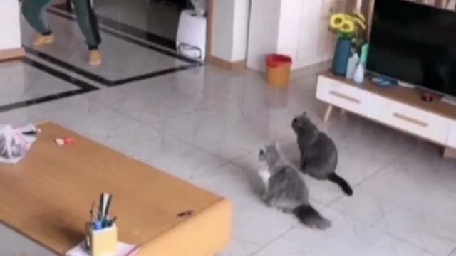 Гипнотизёр кошек