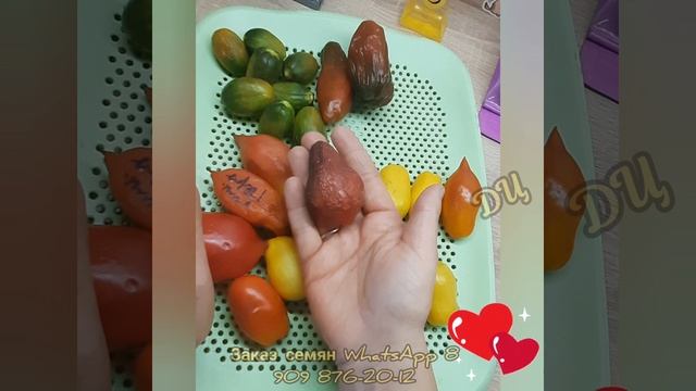 Томаты долгожители! САМЫЕ ЛЁЖКИЕ СОРТА!