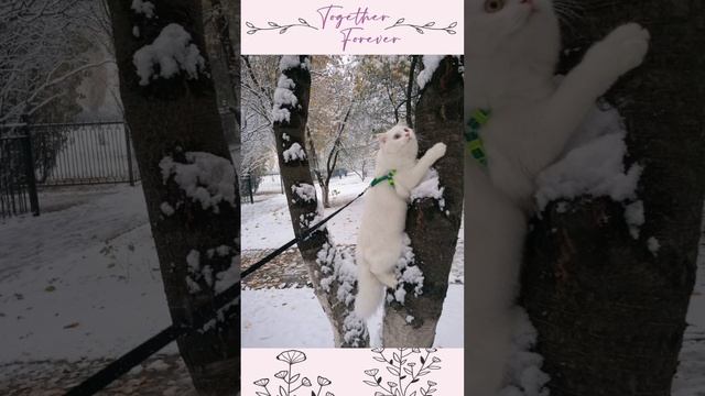 petal_20241211_144704.mp4