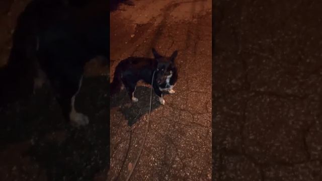 Если собака тянет поводок, попробуйте это упражнение