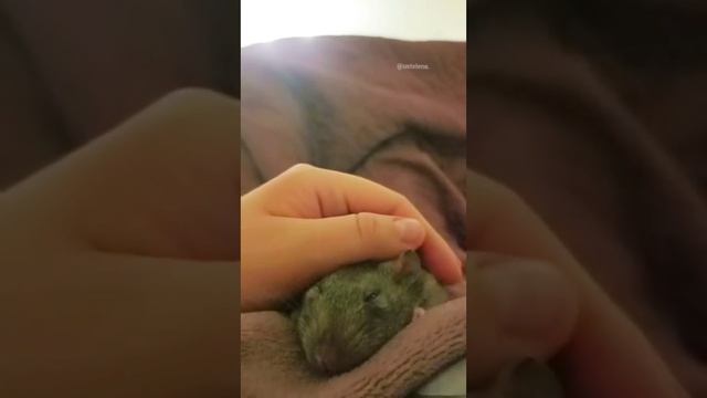 Удивительные и интересные животные подборка
