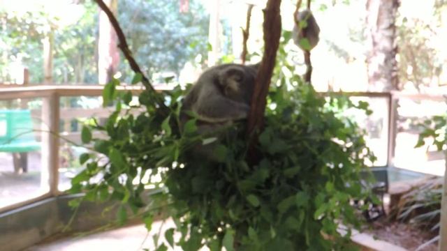 Коала мордой в салате