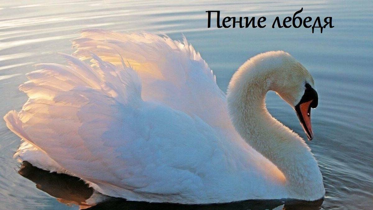 Звук пения лебедя. Звуки природы