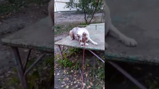Отрабатываем с Грейс элементы ОКД