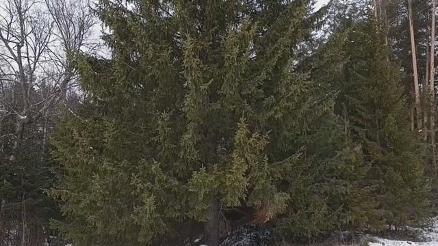 Лес до небес.