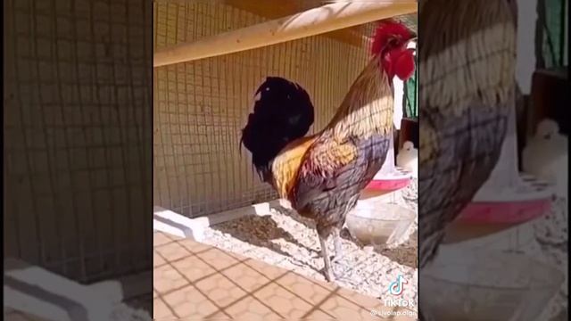 Кто Проснулся тем Д̶о̶б̶р̶о̶е̶ Смешное Утро