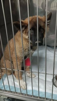 Щенок из приюта