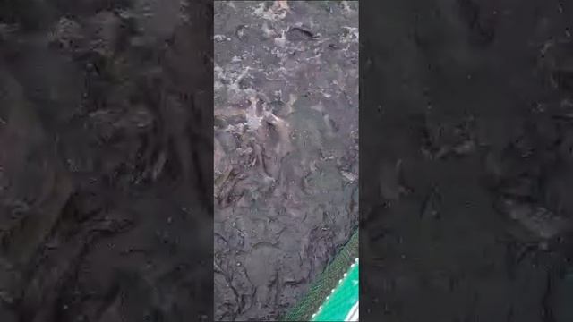 Велинка 12.12.2024