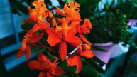 Моя старшая сестра лишила меня наследства, но сильно поплатилась за это!!!
